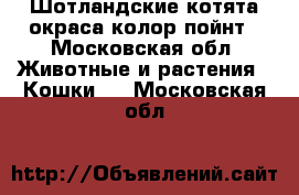 Шотландские котята окраса колор пойнт - Московская обл. Животные и растения » Кошки   . Московская обл.
